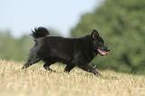 SCHIPPERKE 132